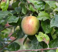 Flaskeæble eller Nonnetitte